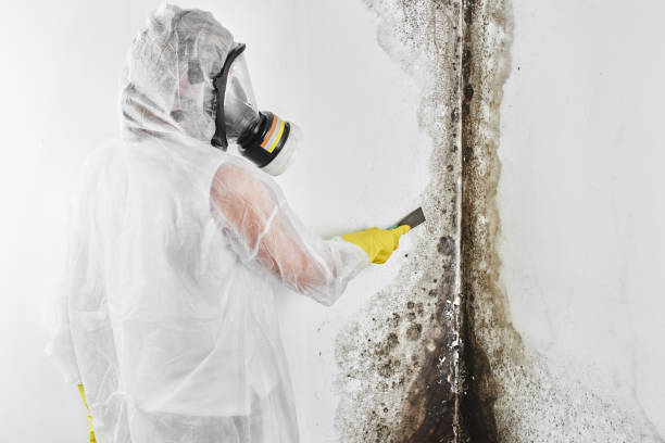 Best Commercial Mold Remediation in Ithaca, NY