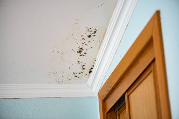 Best Mold Testing and Inspection Services in Ithaca, NY