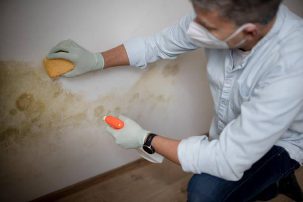 Best Residential Mold Remediation in Ithaca, NY