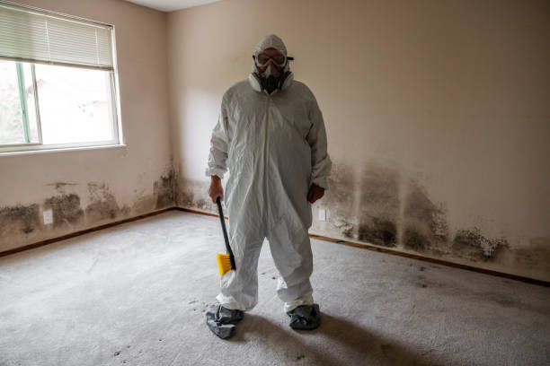 Best HVAC Mold Remediation in Ithaca, NY