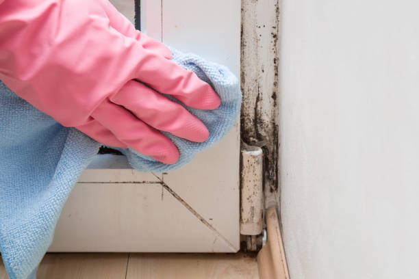 Best Black Mold Remediation in Ithaca, NY